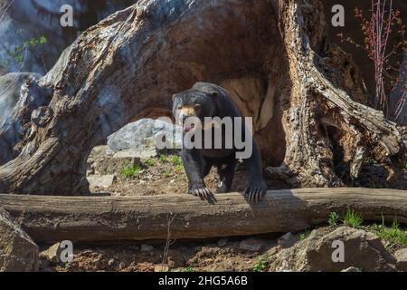 Orso malese - Helarctos malayanus - la più piccola specie di orso. È nero e su una roccia. Foto Stock