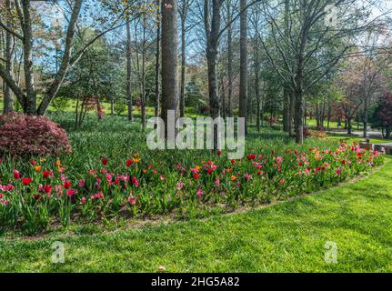 Varietà di tulipani luminosi e colorati che fioriscono in un letto fiorito che circonda gli alberi in un parco in una giornata di sole in primavera Foto Stock