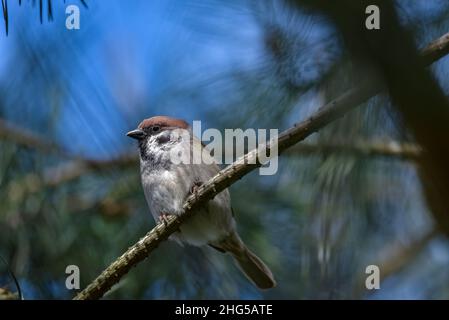 Il passero siede su un ramo di pino. Piccolo uccello al sole. Giornata di primavera soleggiata nella natura. Foto Stock