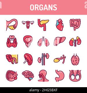 Set di icone delle linee degli organi. Elemento vettoriale isolato. Pittogrammi di contorno per pagina web, app mobile, promo. Tratto modificabile. Illustrazione Vettoriale