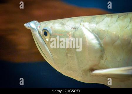 Pesce arowana - primo piano sul viso Foto Stock