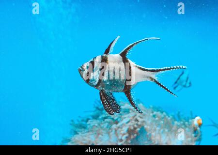 Banggai cardinal pesce nuoto subacqueo, barriera corallina in background Foto Stock