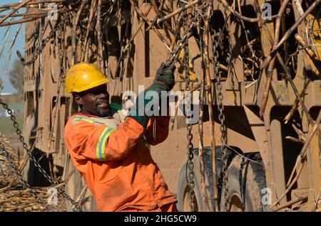 Un operaio agricolo è visto assicurare la canna da zucchero su un camion in una piantagione di canna da zucchero a Chiredzi che è famosa per le sue piantagioni di canna da zucchero. Zimbabwe. Foto Stock