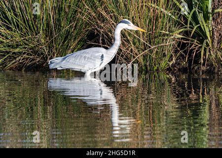 Airone grigio (Ardea cinerea) guado al bordo di stagno alla ricerca di cibo, Hampshire, Regno Unito Foto Stock