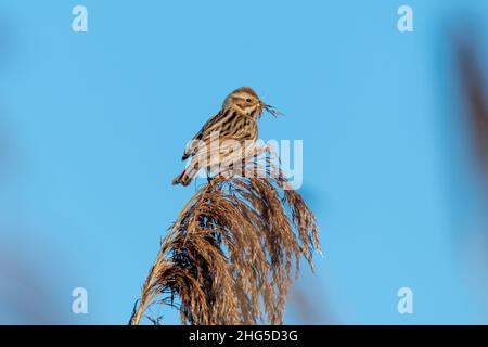 Femmine di canne (Emberiza schoeniclus) che si nutrono di semi tra le canne durante l'inverno o gennaio, zona umida in Hampshire, Inghilterra, Regno Unito Foto Stock