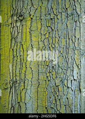 Modello forte di polvere d'oro lichen (Chrysothrix candelaris) che cresce su piastre grigie profondamente spaccate di corteccia di albero di foresta Perthshire, Scozia, Regno Unito Foto Stock