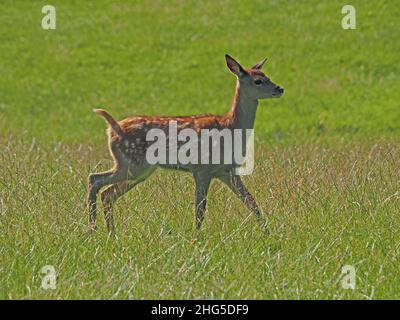 Cervi rossi (Cervus elaphus) che camminano con la coda sollevata nel prato come parte di grande mandria in campagna in Perthshire, Scozia, Regno Unito Foto Stock