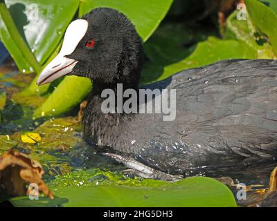 Primo piano di Coot eurasiatico (Fulica atra) con occhi rossi, becco bianco e scudo frontale che si addica tra i gigli d'acqua nel Perthshire, Scozia, Regno Unito Foto Stock