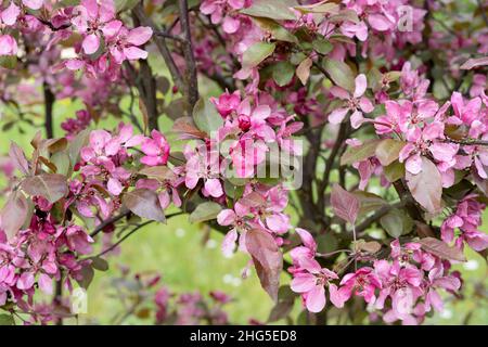 fiori rosa dell'albero di mele Foto Stock