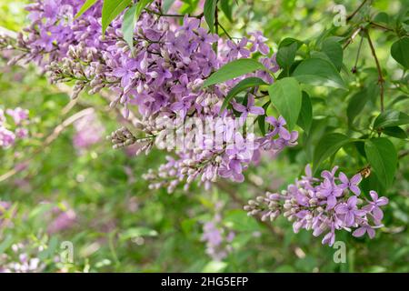 La Violetta fiori lilla Foto Stock