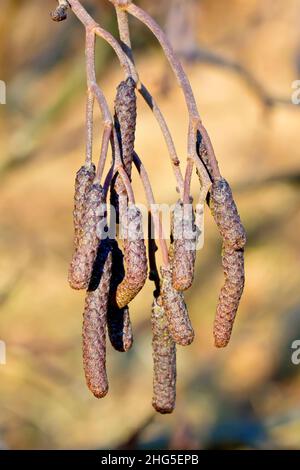 Alder (alnus glutinosa), primo piano delle cetine maschili, ancora chiuse, prodotte alla fine dell'anno in preparazione della primavera successiva. Foto Stock