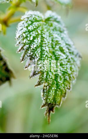 Primo piano di cristalli di gelo che circondano una foglia di Bramble (rubus fruticosus) in un freddo giorno di inverni, fucilato con profondità di campo poco profonda. Foto Stock