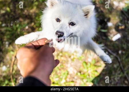 Vista in prima persona ad angolo alto del proprietario del cane che dà a Shiba Inu Pup bianco un trattamento a mano. Cucire si alza in piedi sulle zampe posteriori. Messa a fuoco selettiva con spazio di copia. Foto Stock