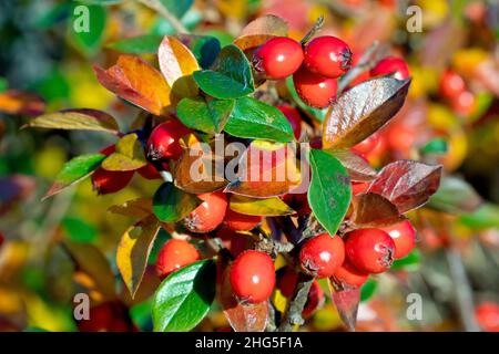 Primo piano mostrando bacche rosse aperte o frutta che crescono su un arbusto, forse una varietà di Cotoneaster. Foto Stock