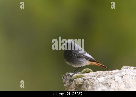 Il cuculo è un uccello della famiglia dei Cuculidae. Foto Stock