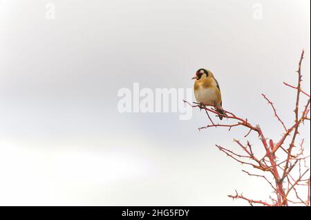 Il cardelina o goldfinch europeo è un uccello passerino appartenente alla famiglia dei finchi. Foto Stock