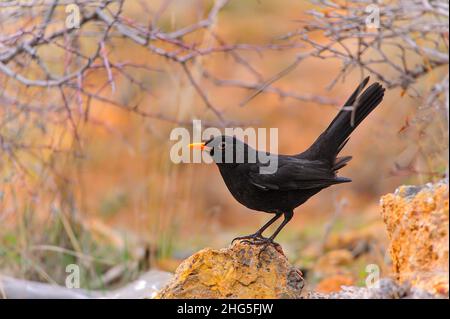 L'uccello nero comune è una specie di uccello passerino della famiglia Turdidae. Foto Stock