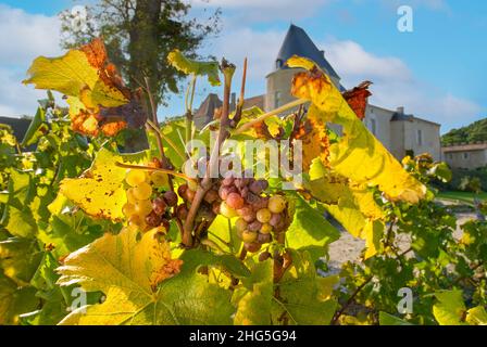 CHATEAU D’YQUEM controllato Botrytis muffa nobile influenzato semillon uve sulla vite a Chateau d'Yquem Sauternes Gironda Francia Foto Stock