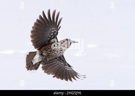 Nutcracker (Nucifraga caryocatactes) vola su un campo di neve nelle Alpi svizzere Foto Stock