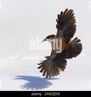 Nutcracker (Nucifraga caryocatactes) vola su un campo di neve nelle Alpi svizzere Foto Stock