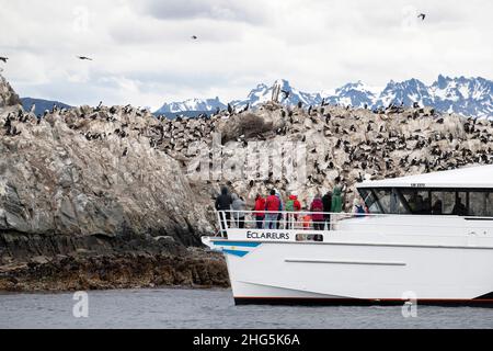 Catamarano locale a Shag imperiale, albicipiti Leucocarbo, colonia di allevamento vicino Ushuaia, Argentina. Foto Stock