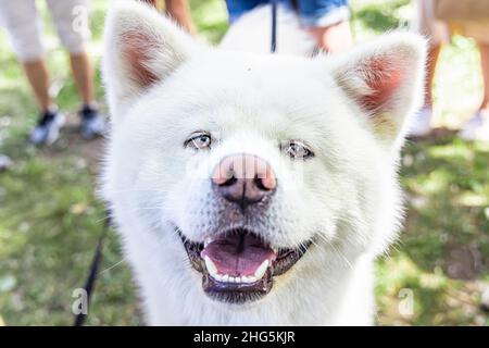 Primo piano ritratto di un cane Akita Inu bianco morbido e soffice con testa che riempie la cornice e bocca aperta mostrando denti sani. Sfondo del parco sfocato. Foto Stock