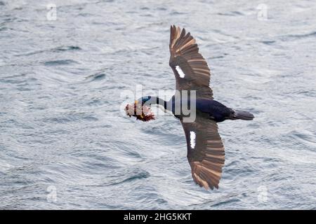 Uno scagnolino imperiale adulto, l'albicocca di Leucocarbo, che ritorna alla colonia nidificante con materiale nido, Ushuaia, Argentina. Foto Stock