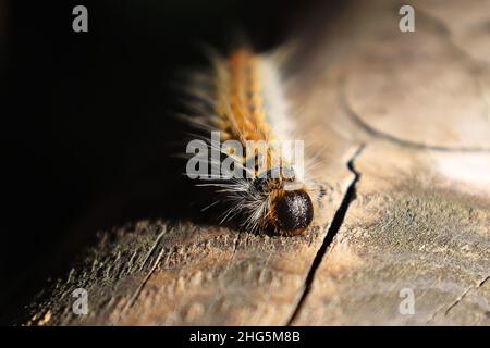 Macro fotografia del capo del processionario del Pino (Thaumetopoea pityocampa) Foto Stock