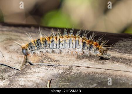 Macro fotografia del processionario del Pino (Thaumetopoea pityocampa) con l'accento sull'individuo centrale Foto Stock