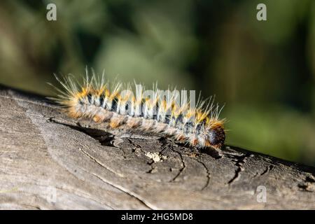 Particolare del capo del processionario del Pino (Thaumetopoea pityocampa) Foto Stock