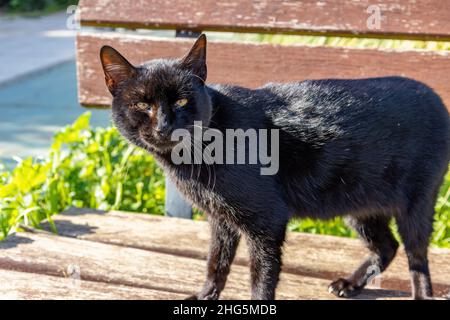 Un gatto nero randagio rilassante e prendere il sole su una panca pubblica Foto Stock