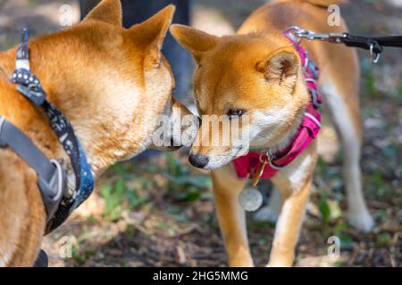 Primo piano di due cani Shiba Inu rossi socializzanti e interagenti sul parco. I muso sniffing mentre toccano i mazzles. Spazio di copia sottostante. Foto Stock