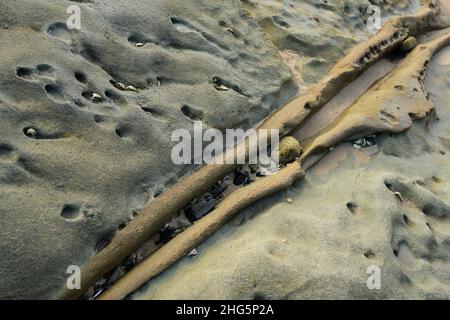 Rock, close up, still life, belle arti, bellezza nella natura, Intrusione venosa, geologia, habitat balneare, bassa marea, Balito, Sudafrica, erosione, tempo Foto Stock