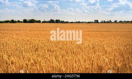 Il grano d'oro ha girato il panorama con l'albero durante il giorno con il cielo blu alle spalle. Foto Stock