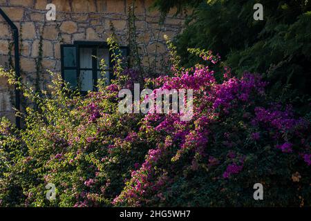 cespuglio fiorito di bougainvillea sullo sfondo del muro di una vecchia casa Foto Stock