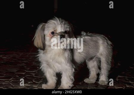 cane triste con sfondo nero per tagliare e copiare spazio Foto Stock