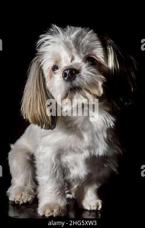 cane triste con sfondo nero per tagliare e copiare spazio Foto Stock