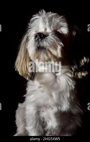 cane triste con sfondo nero per tagliare e copiare spazio Foto Stock