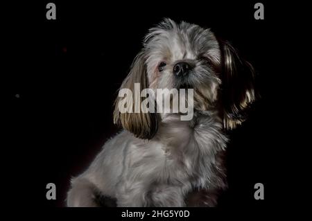 cane triste con sfondo nero per tagliare e copiare spazio Foto Stock