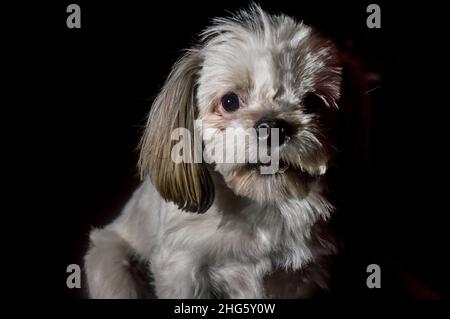 cane triste con sfondo nero per tagliare e copiare spazio Foto Stock