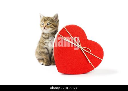 Carino gattino con una scatola regalo a forma di cuore rosso su sfondo bianco. Con spazio copia. Foto Stock
