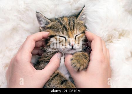 Ragazza che dormiva gattino avvolto in una calda plaid. Foto Stock