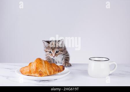 Il piccolo gattino è seduto sul tavolo e guarda il croissant e la tazza di caffè. Colazione minima al mattino Foto Stock