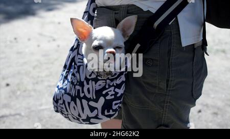 Piccolo bel cane nel sacco blu scuro del viaggiatore, giorno di sole. Clip. Piccolo cane bianco in borsa da viaggio. Il concetto di viaggiare con gli animali domestici. Foto Stock