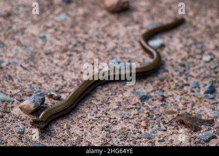 Primo piano di un verme lento o di un verme cieco (Anguis fragilis), strisciando su una strada forestale, Weser Uplands, Germania Foto Stock