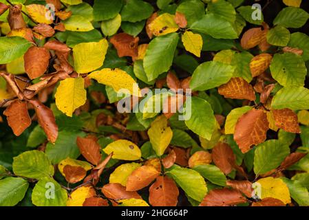 Ripresa a telaio pieno di foglie di faggio multicolore a contrasto (verde, giallo e marrone), che crescono sullo stesso albero, mostrando l'inizio dell'autunno Foto Stock