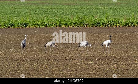 Quattro gru, Grus grus, su un campo di raccolta nel Meclemburgo-Pomerania occidentale Foto Stock