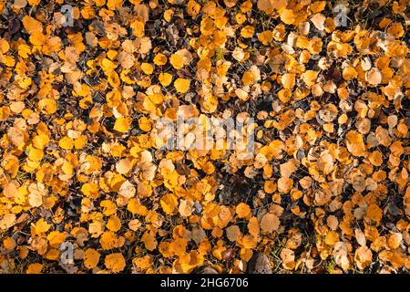 Molte foglie di betulla gialle sul pavimento della foresta come sfondo autunno Foto Stock