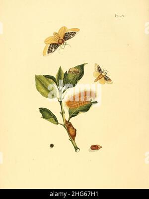 Sepp-Surinaamsche Vlinders - pl 014 piatto Megalopyge xanthopasa. Foto Stock