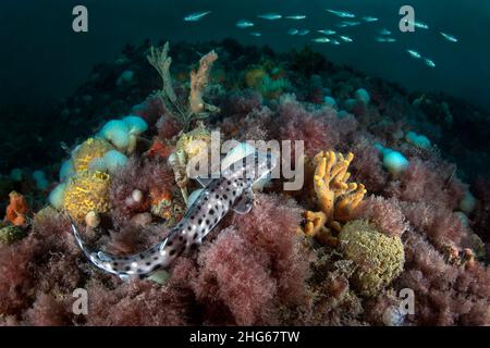 Un nursehound (Scyliorhinus stellaris) guarda da vicino un gruppo di piccoli merluzzi che passano. Sparato a Chioggia (VE) su una delle tante formazioni rocciose Foto Stock